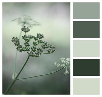 Buds Flowers Cow Parsley Image